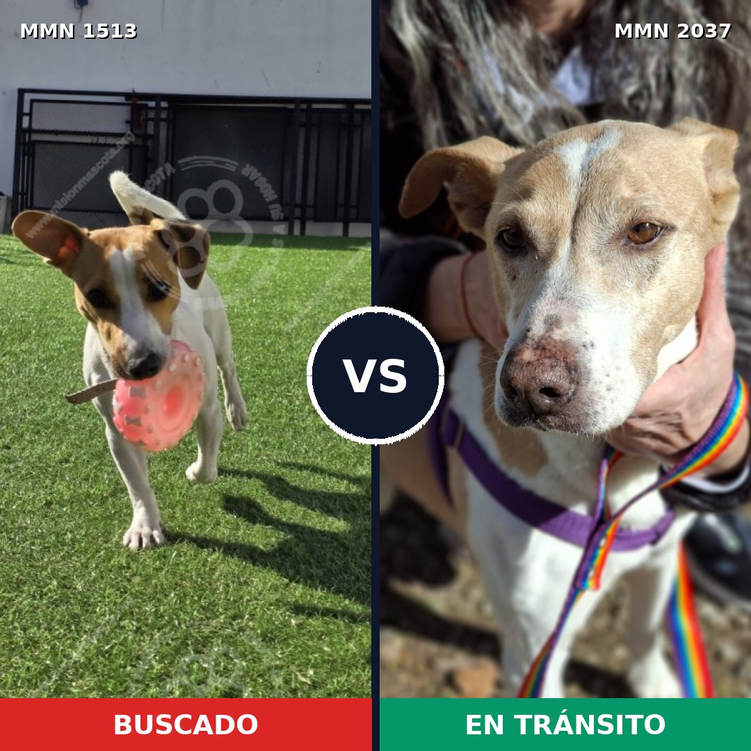 Comparativa MMS 51918: mascota perdida y mascota encontrada, 42% de similitud