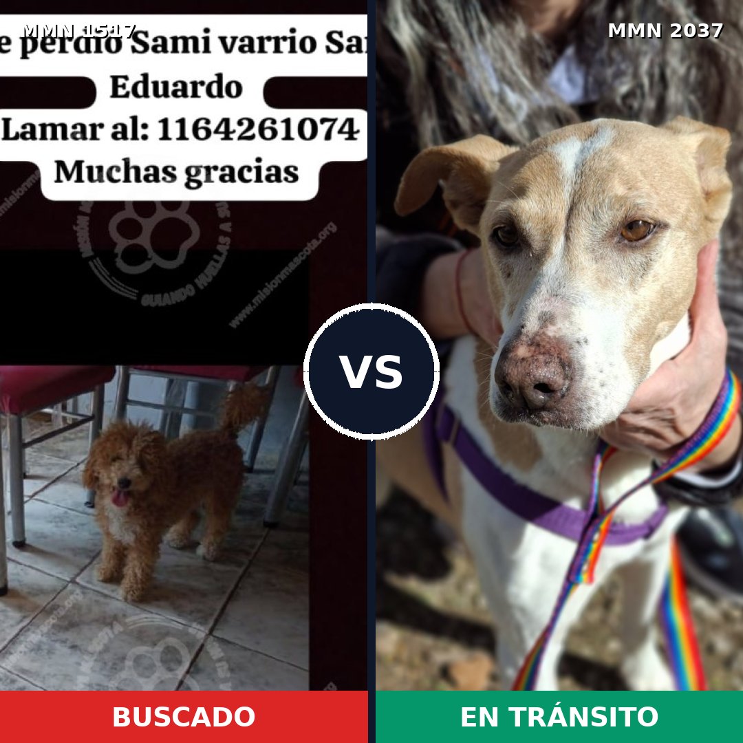 Comparativa MMS 51920: mascota perdida y mascota encontrada, 36% de similitud