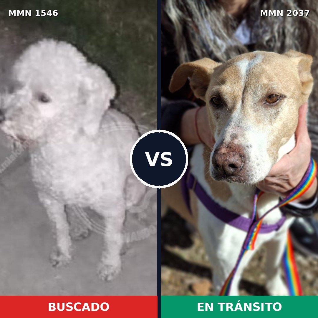 Comparativa MMS 51921: mascota perdida y mascota encontrada, 48% de similitud