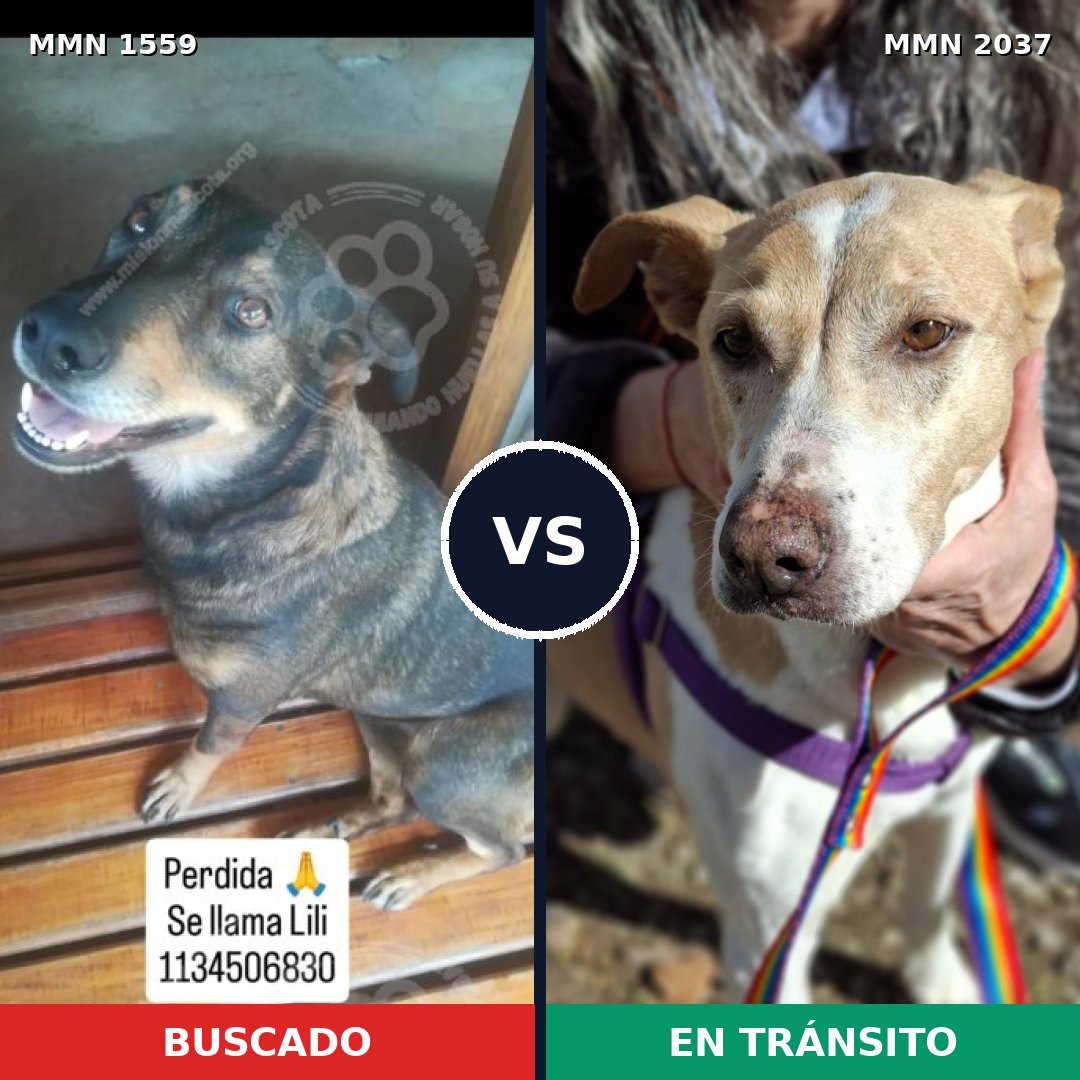 Comparativa MMS 51922: mascota perdida y mascota encontrada, 63% de similitud