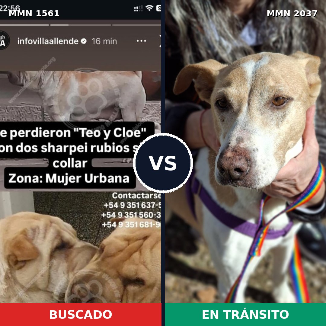 Comparativa MMS 51923: mascota perdida y mascota encontrada, 33% de similitud
