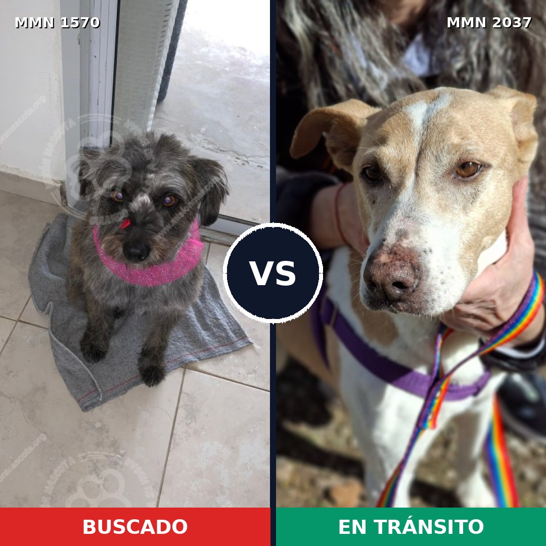 Comparativa MMS 51924: mascota perdida y mascota encontrada, 54% de similitud