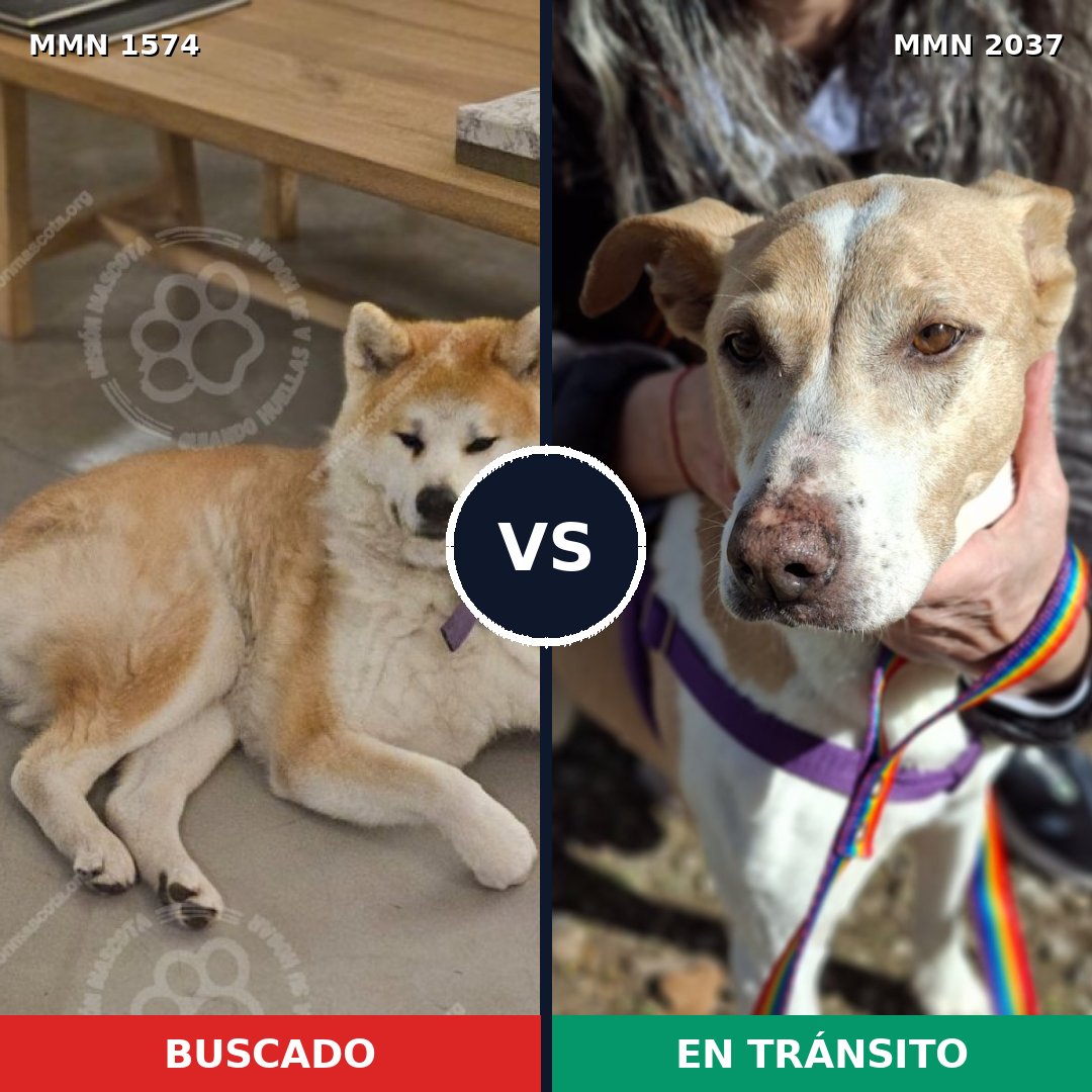 Comparativa MMS 51925: mascota perdida y mascota encontrada, 53% de similitud