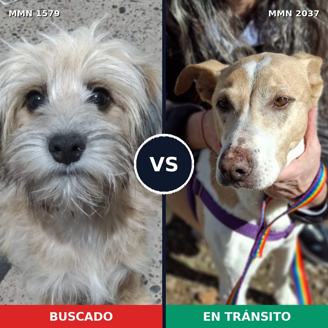 Comparativa MMS 51926: mascota perdida y mascota encontrada, 55% de similitud