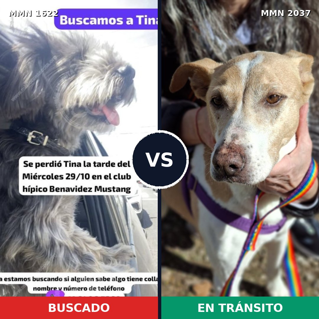 Comparativa MMS 51928: mascota perdida y mascota encontrada, 48% de similitud