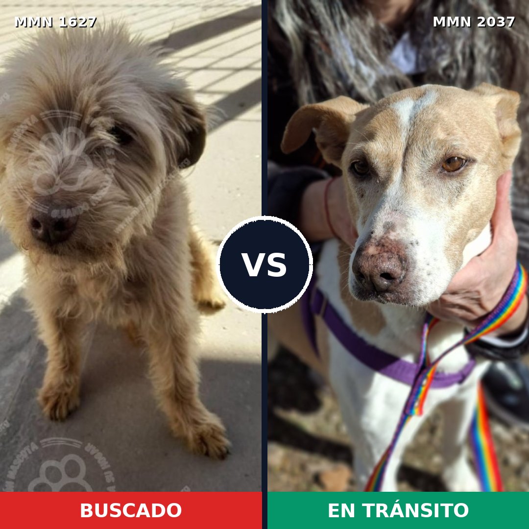 Comparativa MMS 51929: mascota perdida y mascota encontrada, 55% de similitud