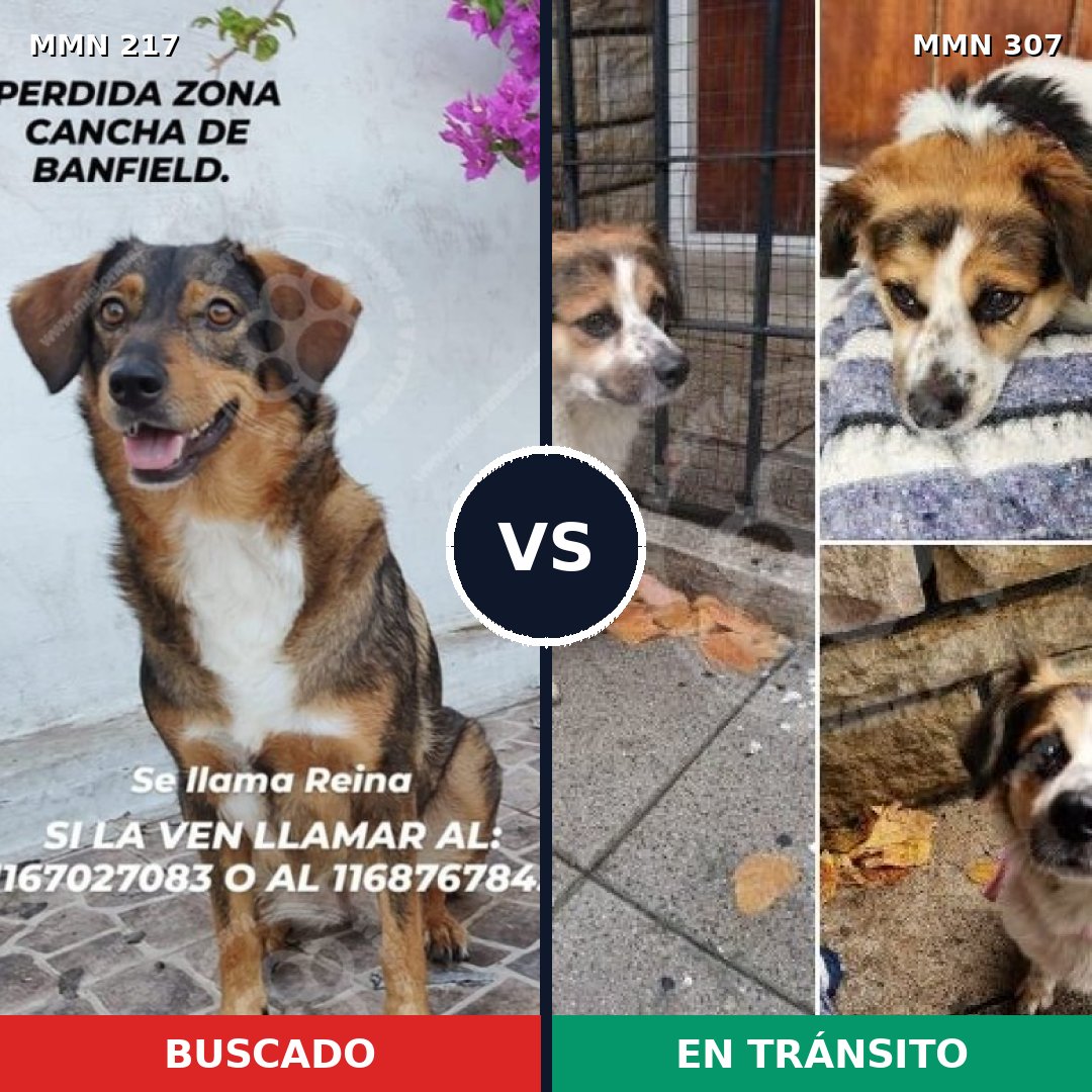 Comparativa MMS 5193: mascota perdida y mascota encontrada, 63% de similitud