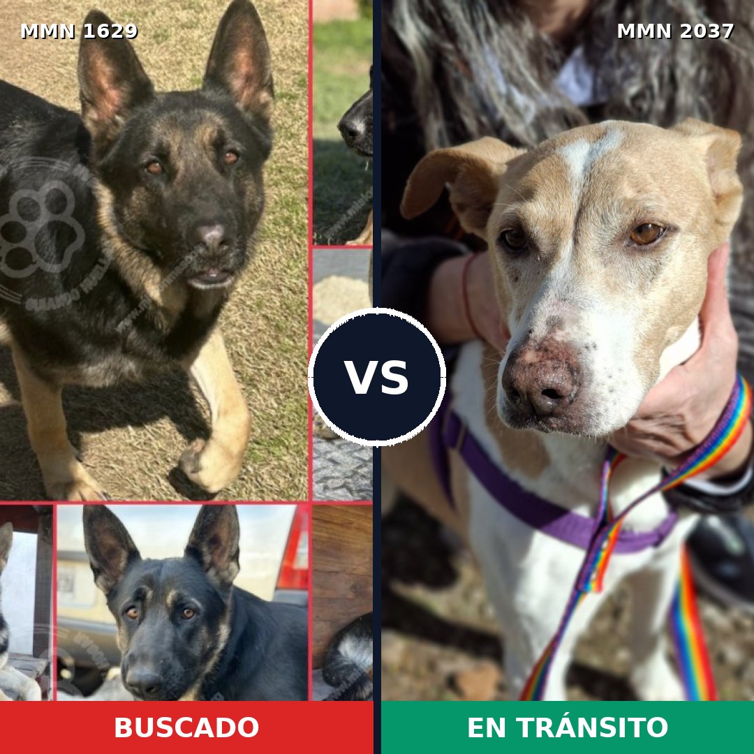 Comparativa MMS 51930: mascota perdida y mascota encontrada, 54% de similitud