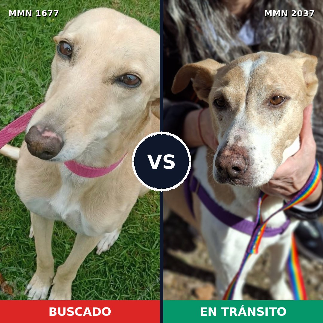 Comparativa MMS 51935: mascota perdida y mascota encontrada, 44% de similitud