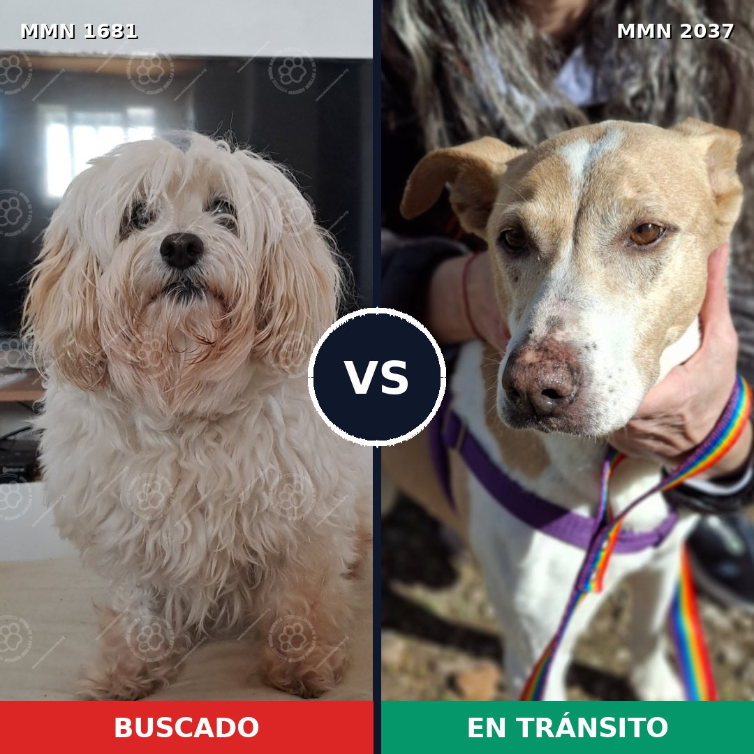 Comparativa MMS 51936: mascota perdida y mascota encontrada, 41% de similitud