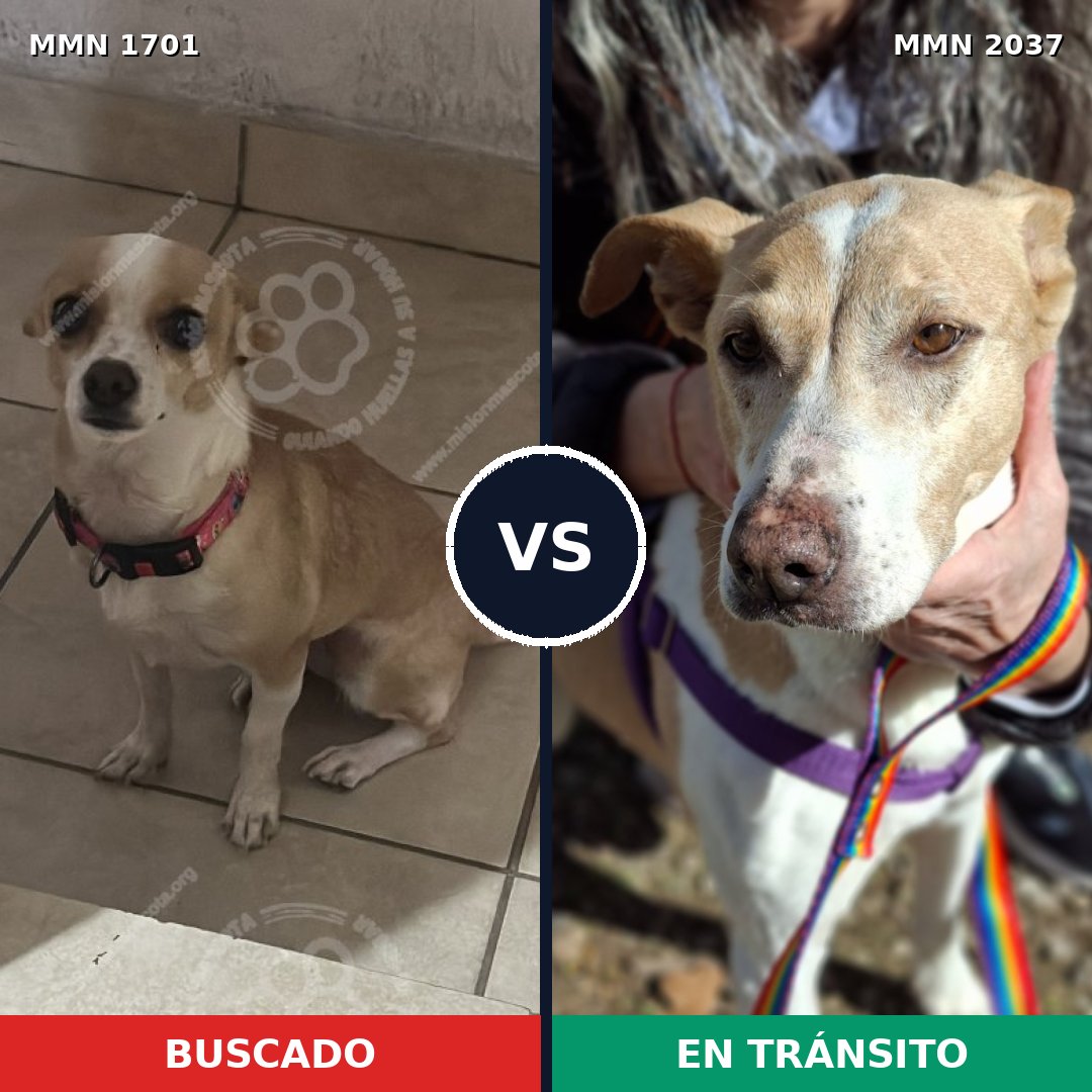 Comparativa MMS 51938: mascota perdida y mascota encontrada, 33% de similitud