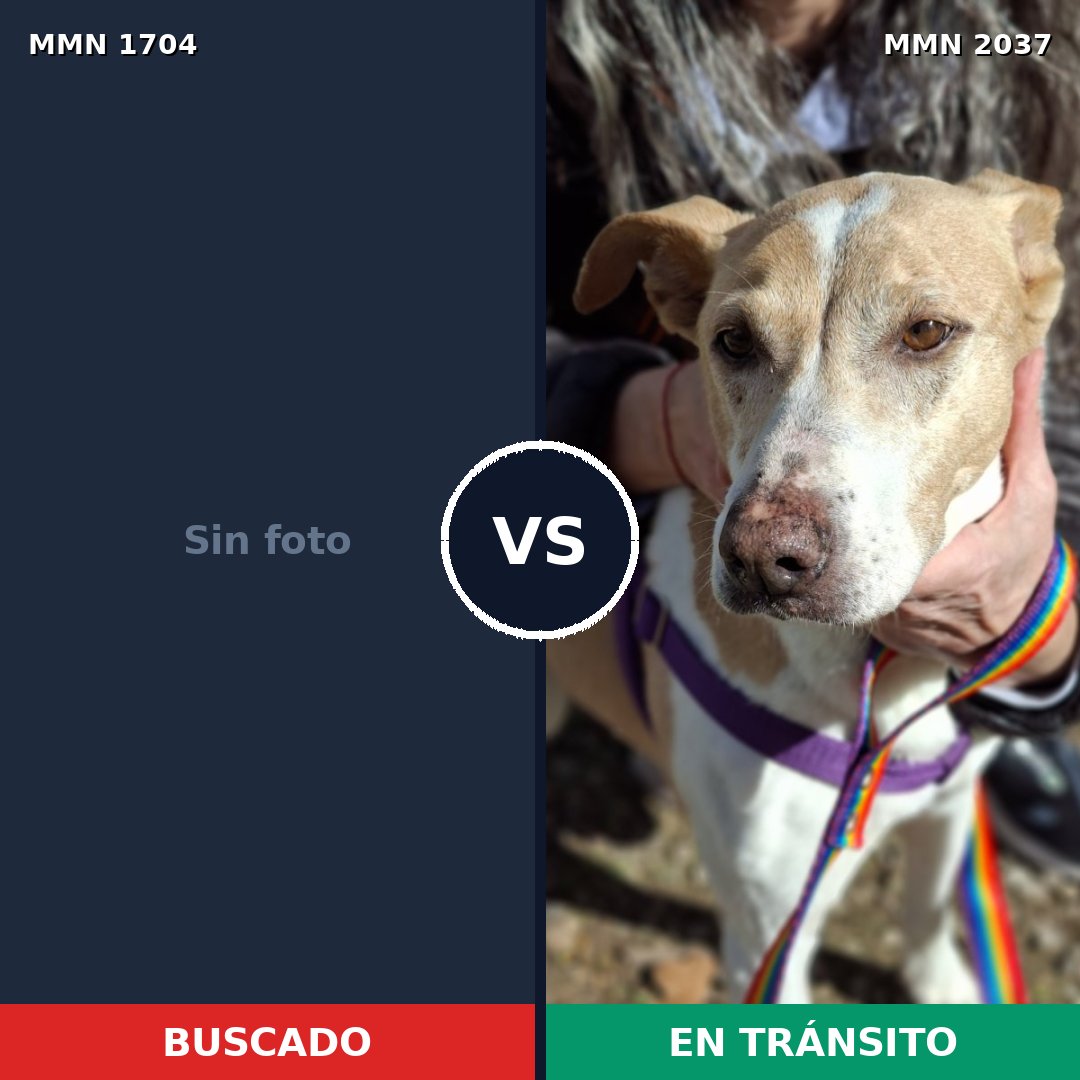 Comparativa MMS 51939: mascota perdida y mascota encontrada, 42% de similitud