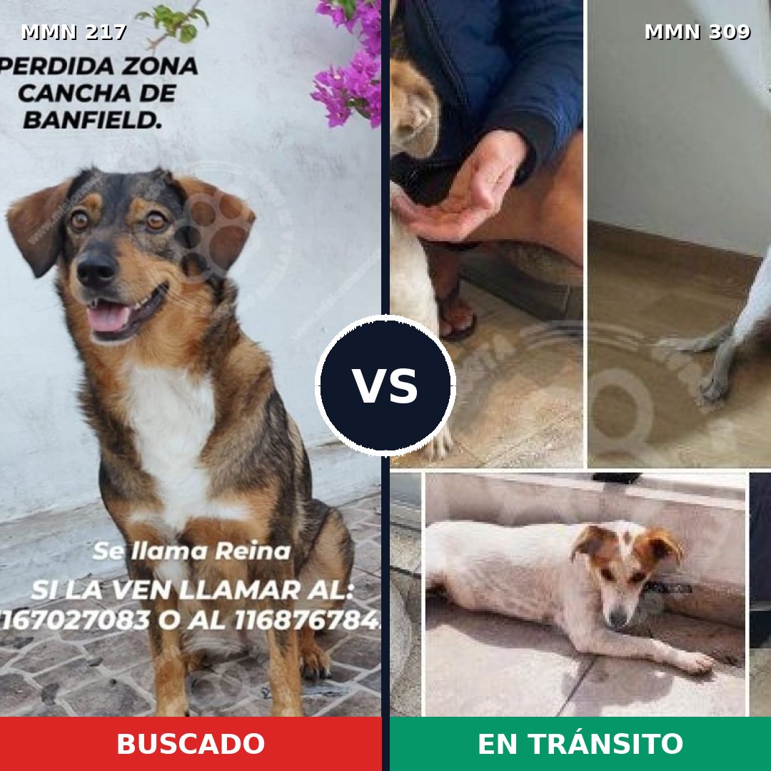 Comparativa MMS 5194: mascota perdida y mascota encontrada, 63% de similitud