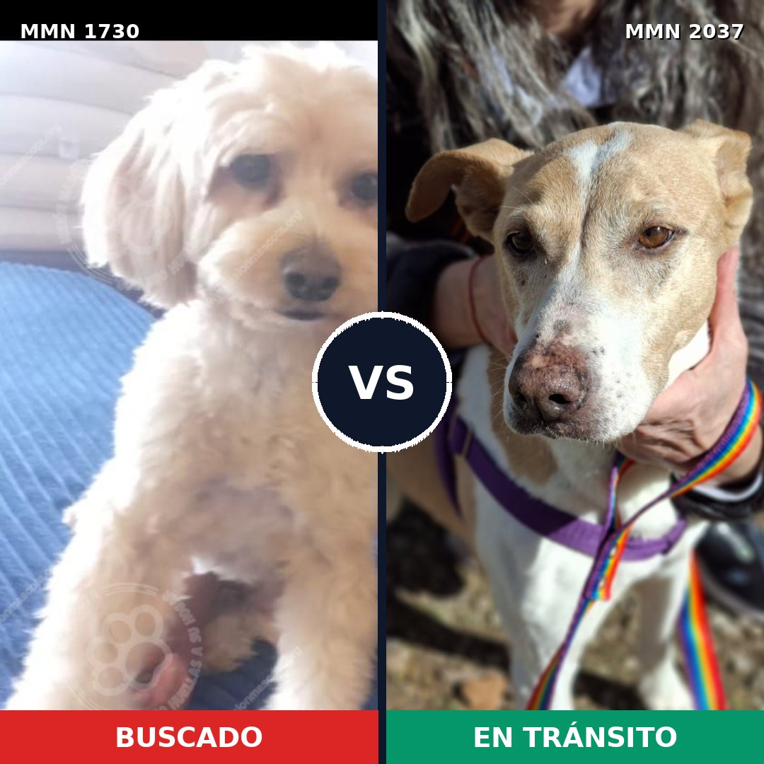 Comparativa MMS 51940: mascota perdida y mascota encontrada, 46% de similitud