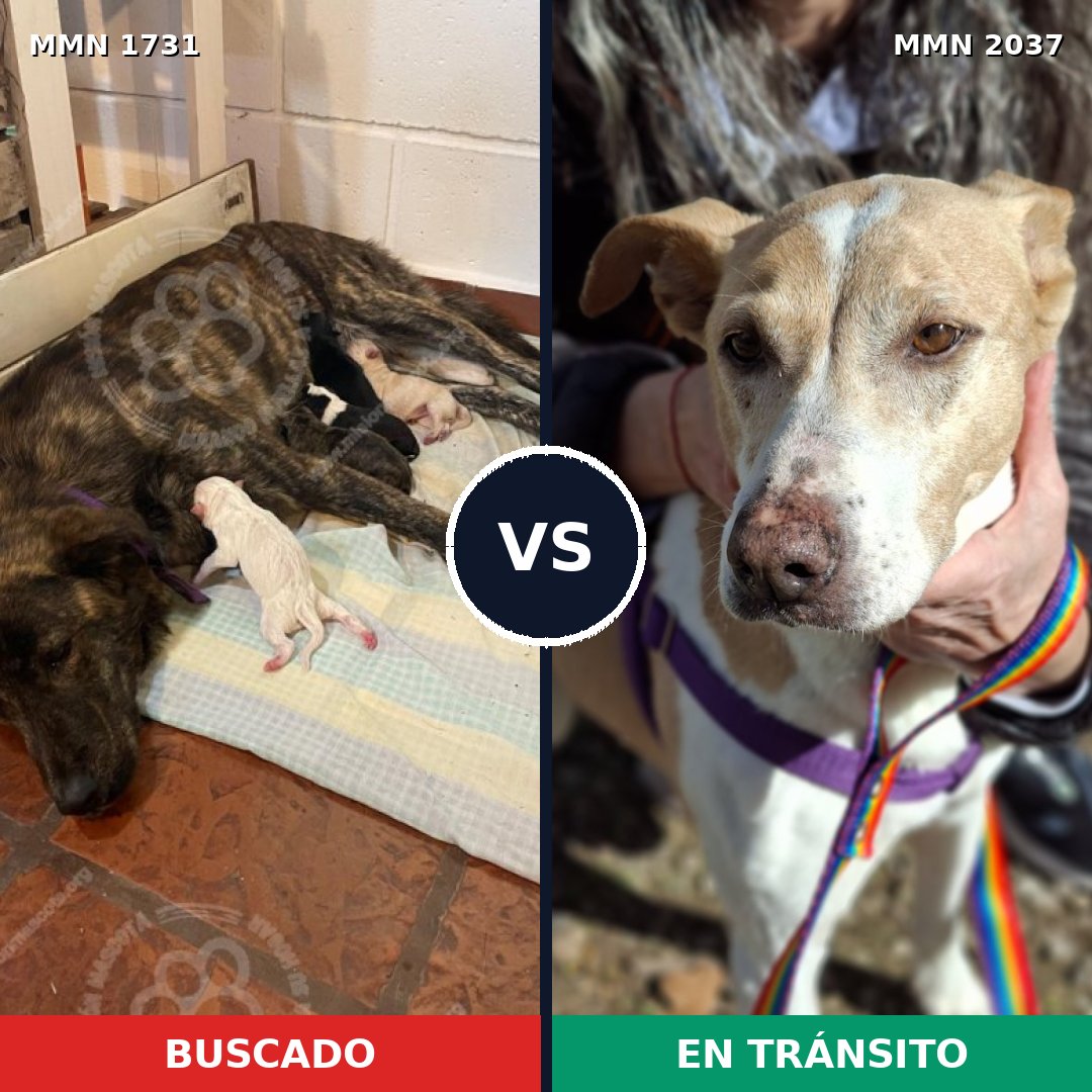 Comparativa MMS 51941: mascota perdida y mascota encontrada, 57% de similitud