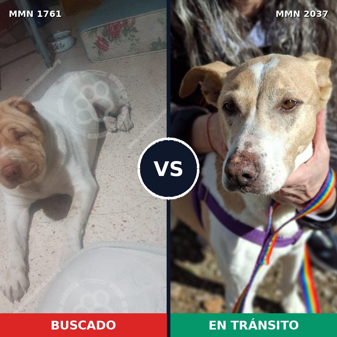 Comparativa MMS 51942: mascota perdida y mascota encontrada, 61% de similitud