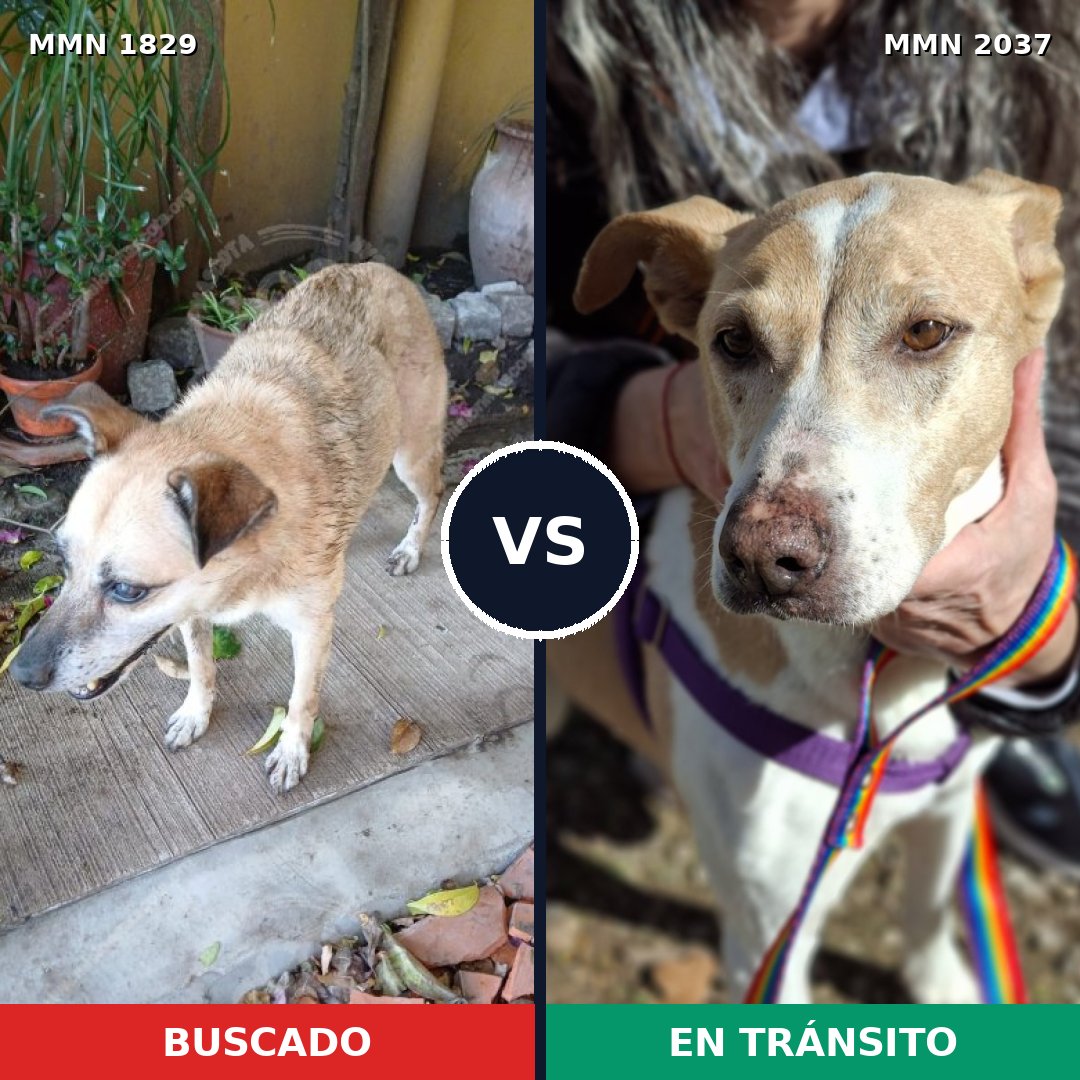 Comparativa MMS 51943: mascota perdida y mascota encontrada, 59% de similitud