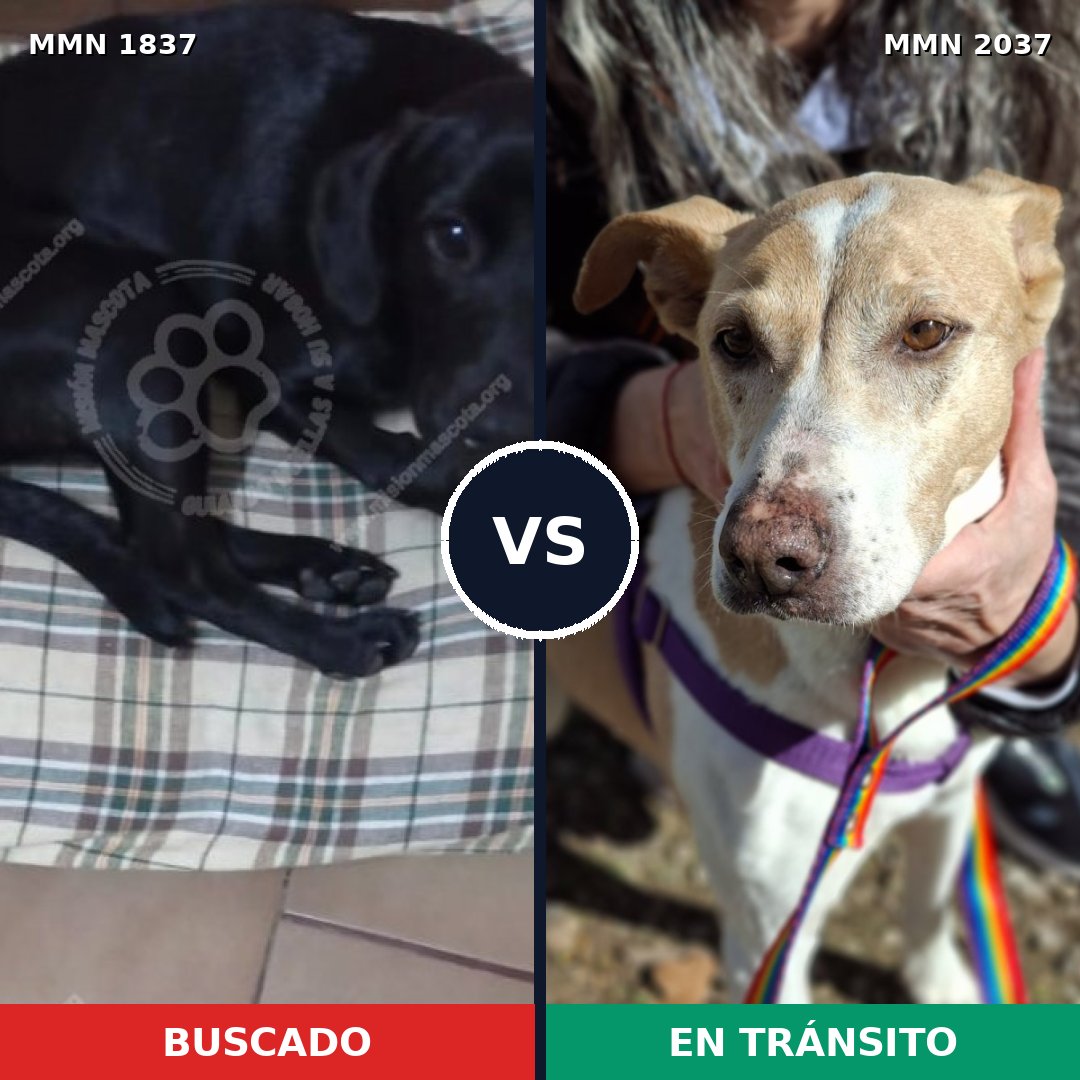 Comparativa MMS 51944: mascota perdida y mascota encontrada, 55% de similitud