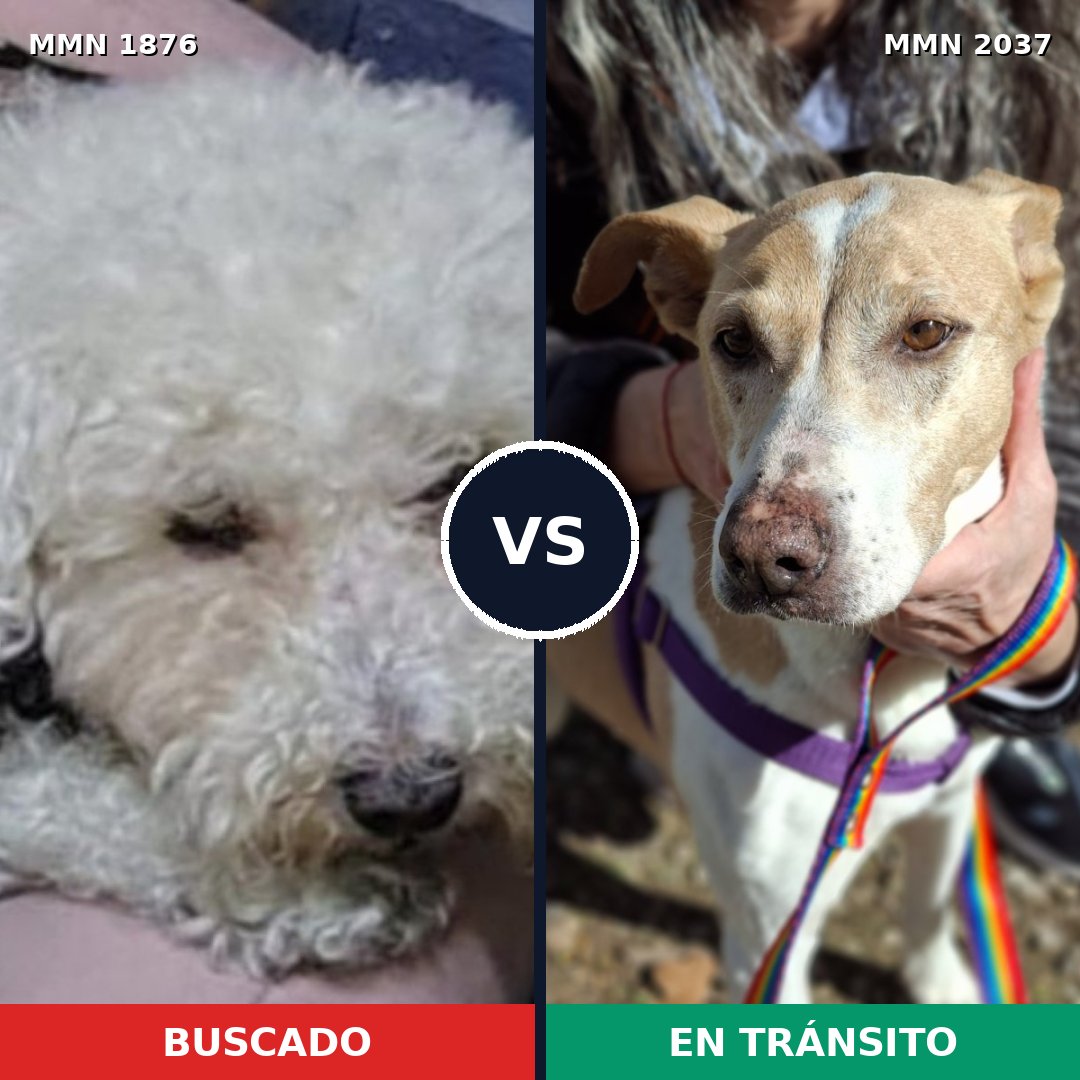 Comparativa MMS 51946: mascota perdida y mascota encontrada, 42% de similitud