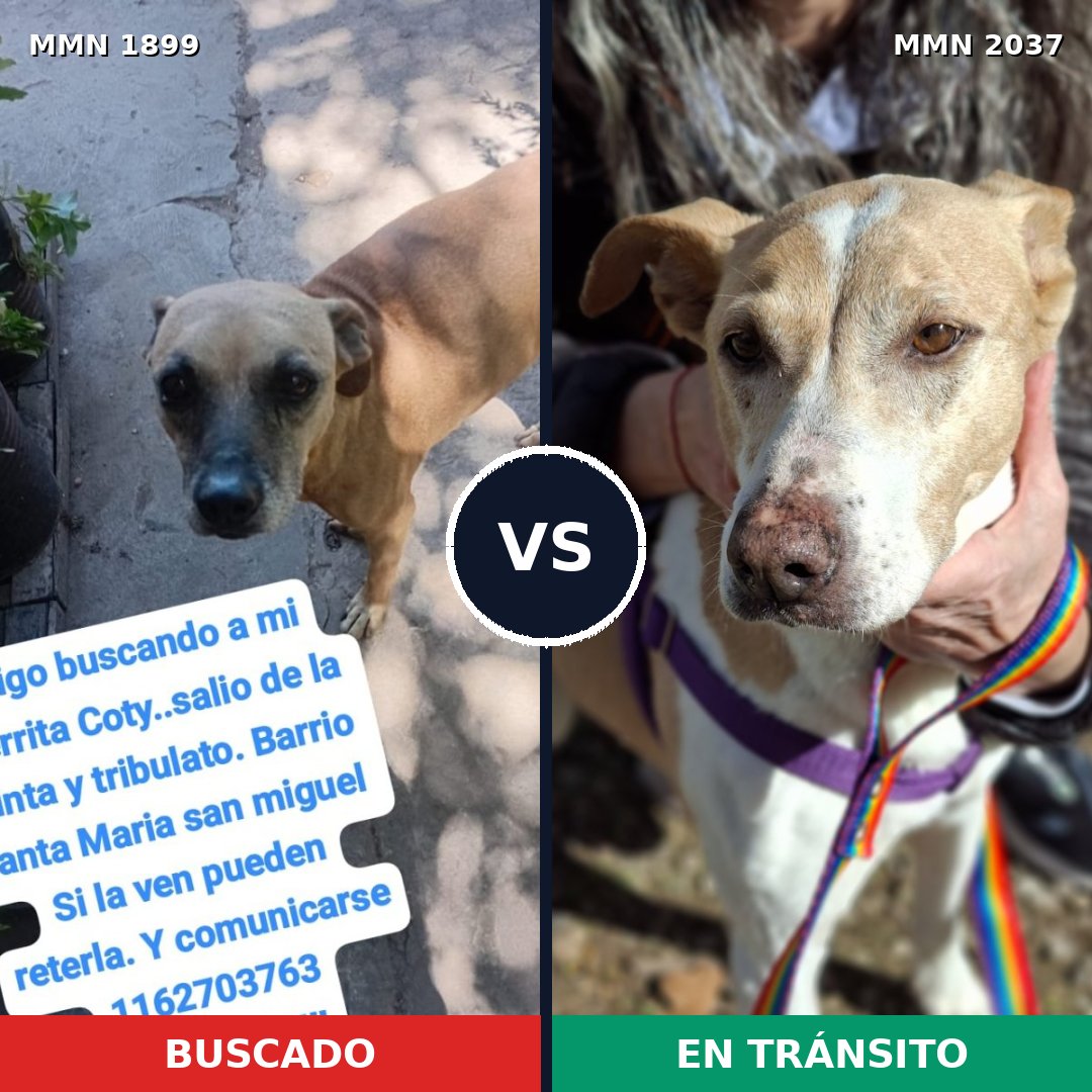 Comparativa MMS 51947: mascota perdida y mascota encontrada, 76% de similitud