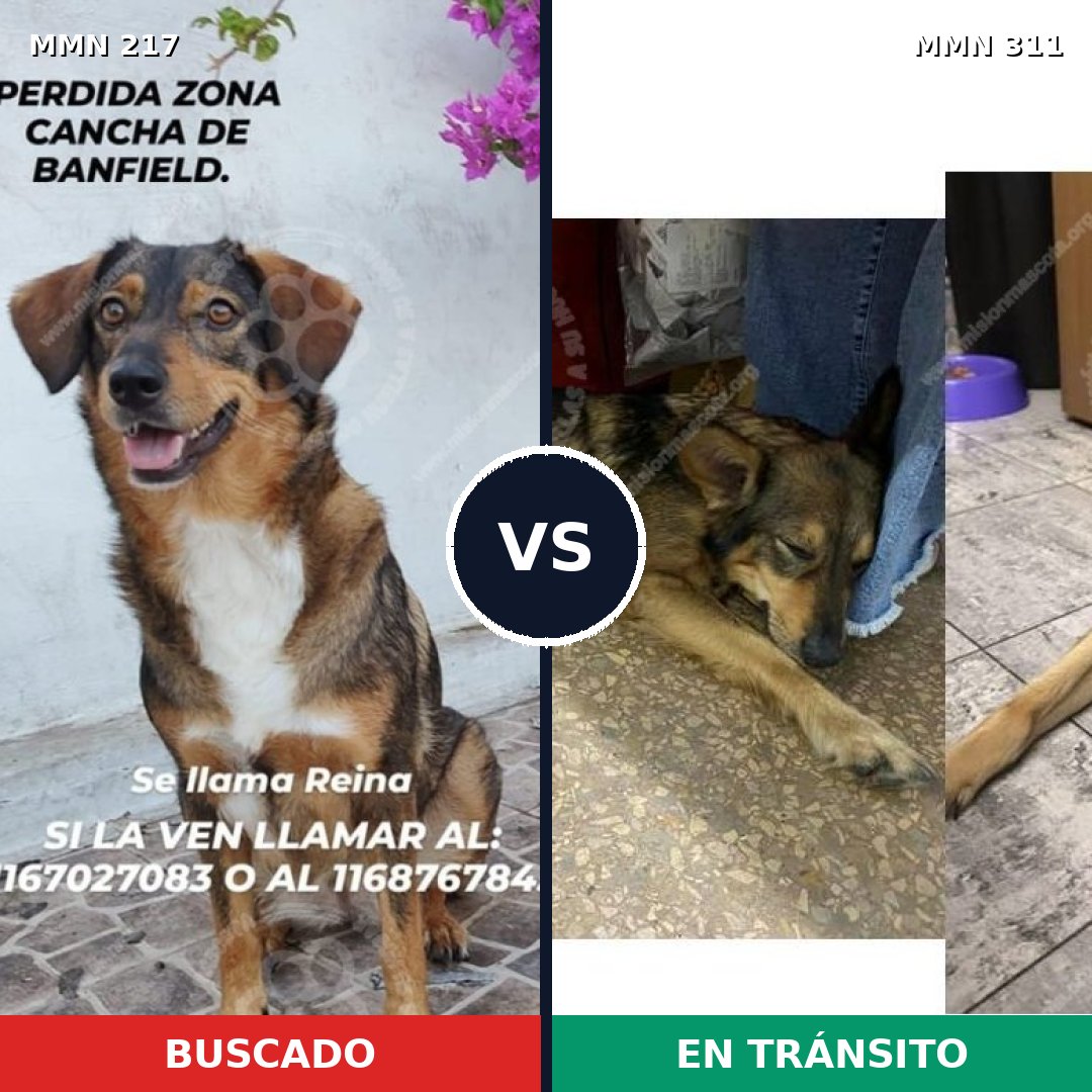 Comparativa MMS 5195: mascota perdida y mascota encontrada, 72% de similitud
