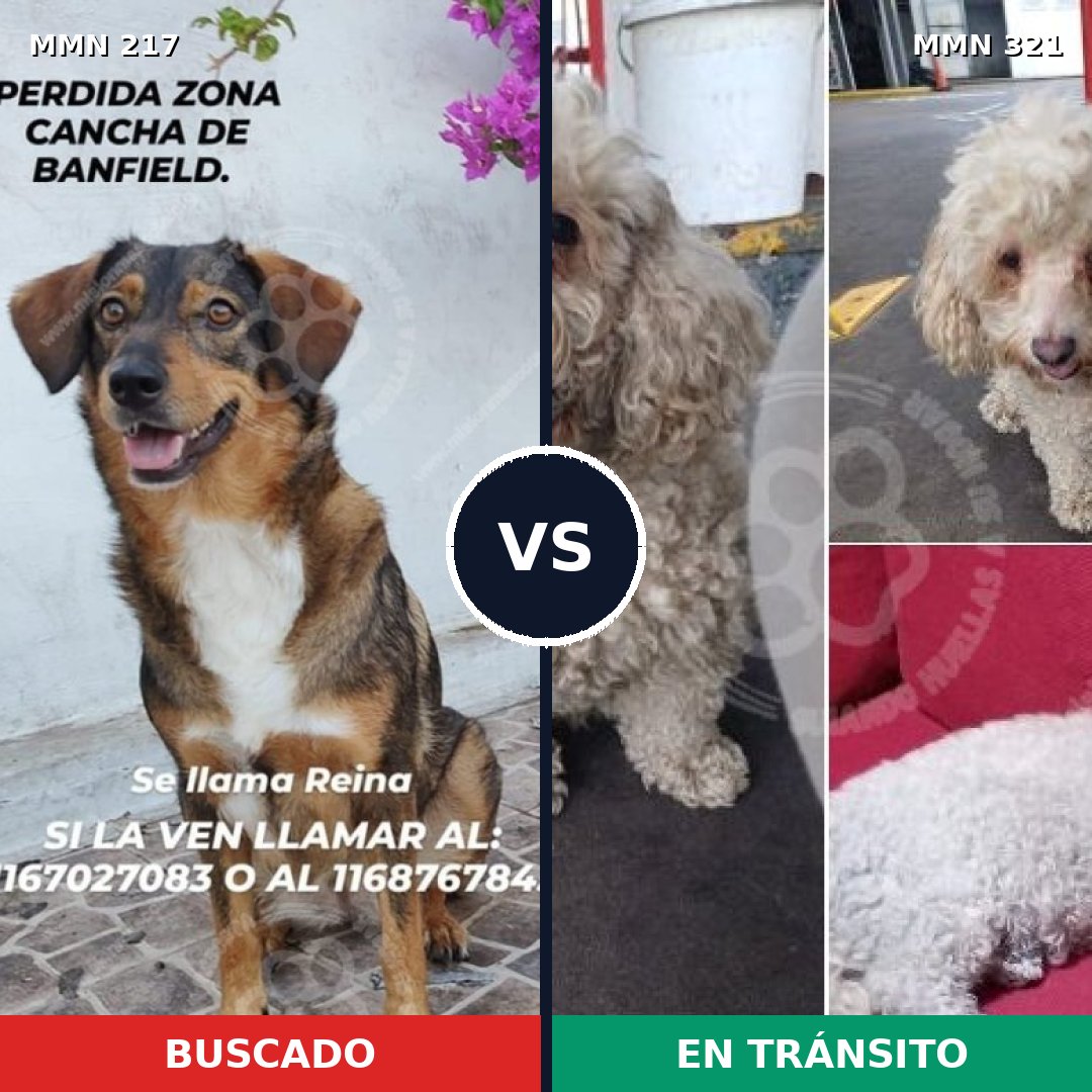 Comparativa MMS 5197: mascota perdida y mascota encontrada, 10% de similitud