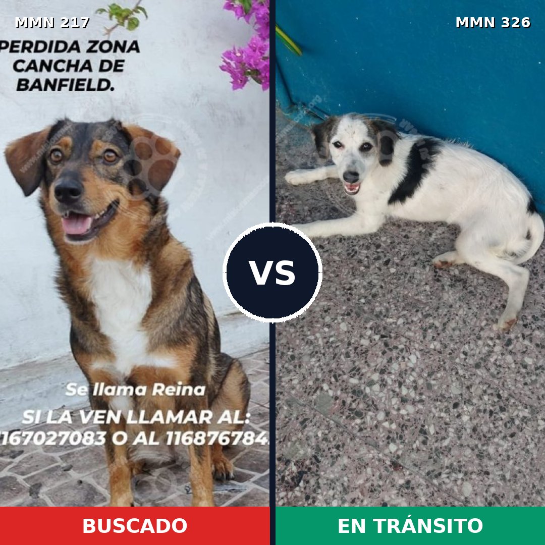Comparativa MMS 5198: mascota perdida y mascota encontrada, 63% de similitud
