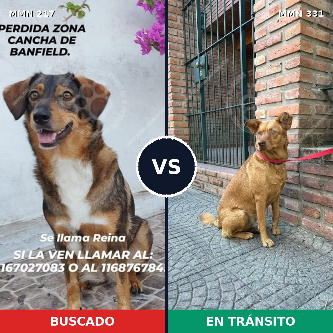 Comparativa MMS 5199: mascota perdida y mascota encontrada, 55% de similitud