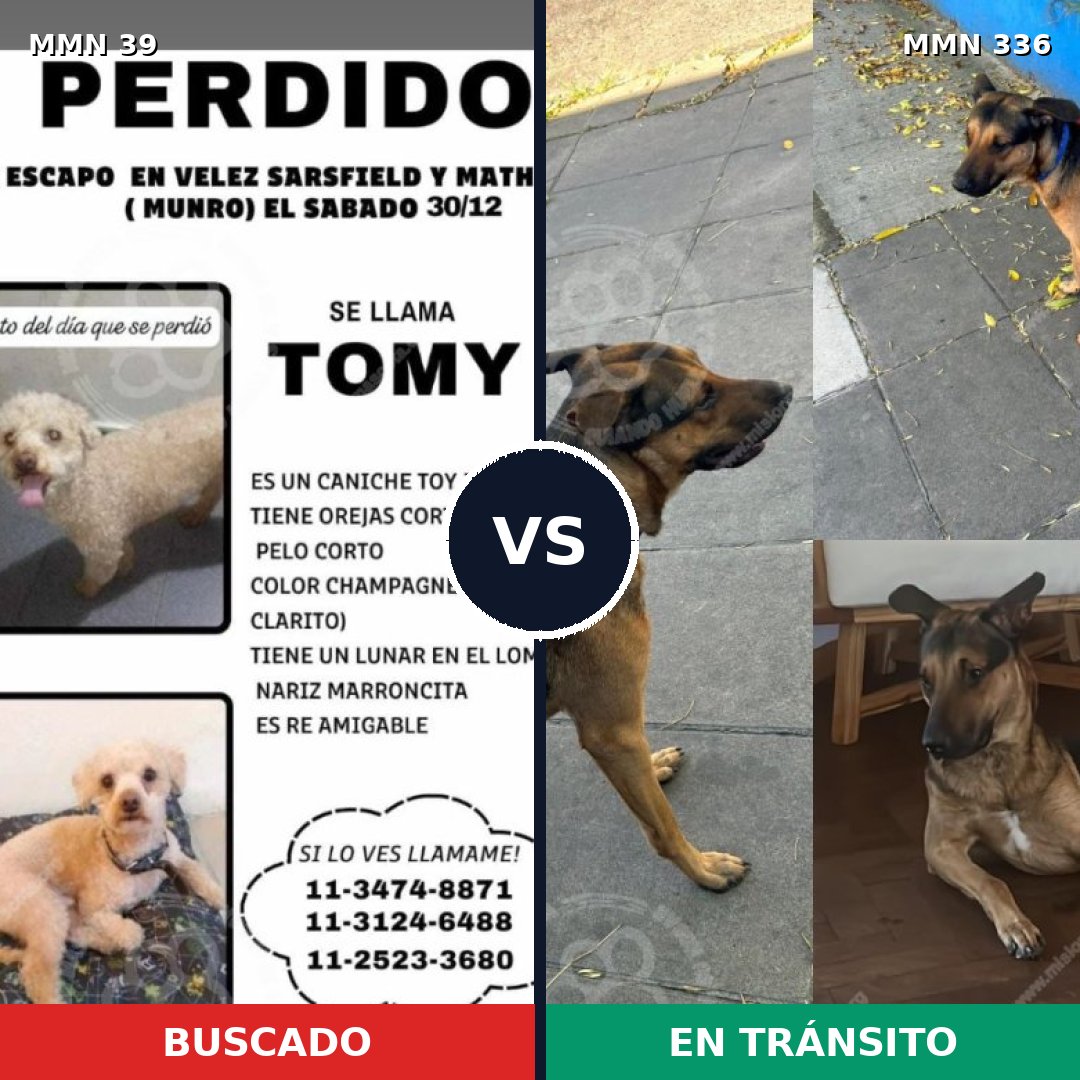 Comparativa MMS 52: mascota perdida y mascota encontrada, 27% de similitud