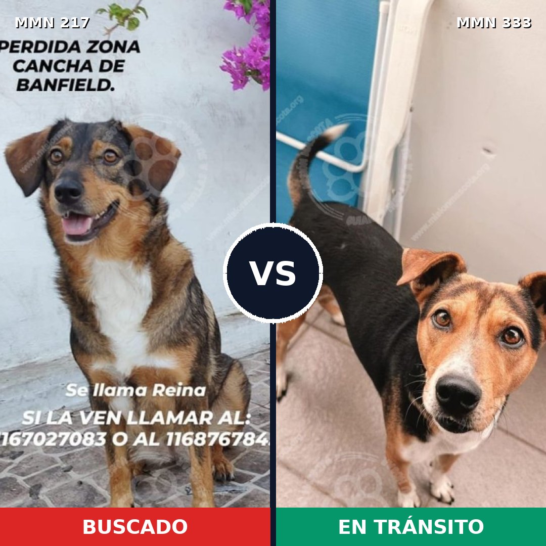 Comparativa MMS 5200: mascota perdida y mascota encontrada, 65% de similitud