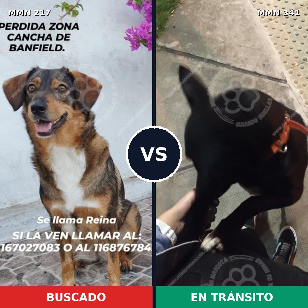 Comparativa MMS 5201: mascota perdida y mascota encontrada, 61% de similitud