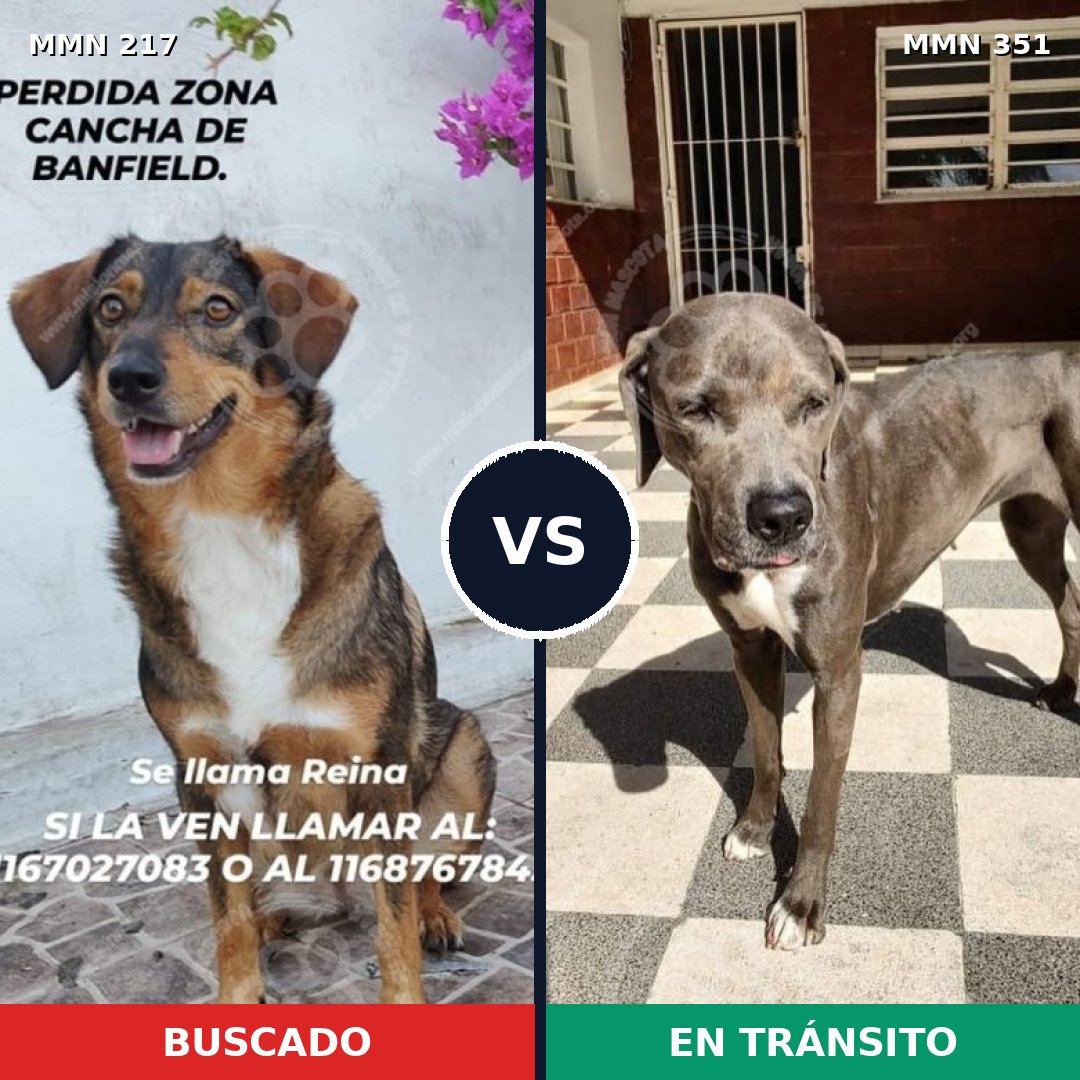Comparativa MMS 5202: mascota perdida y mascota encontrada, 3% de similitud