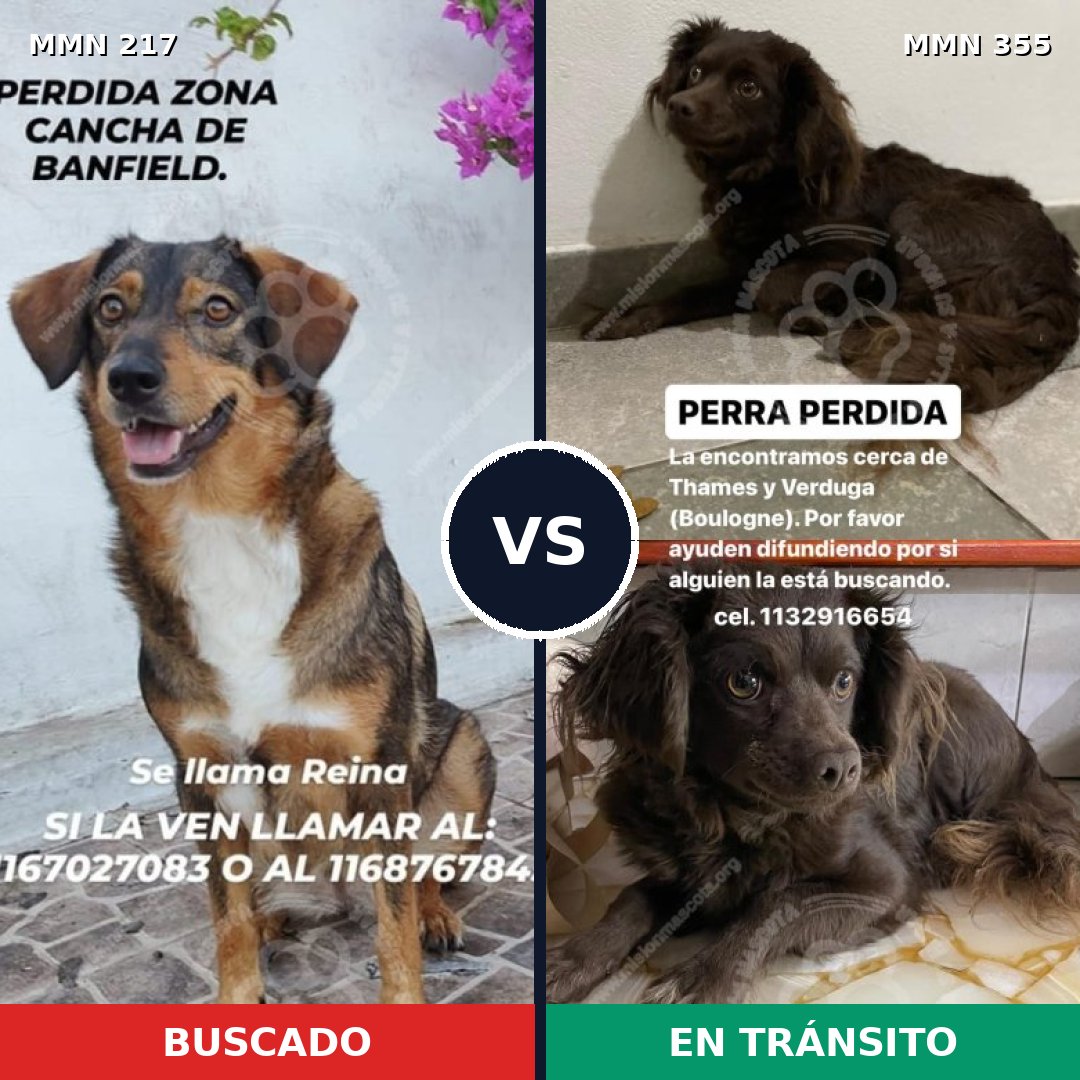Comparativa MMS 5203: mascota perdida y mascota encontrada, 46% de similitud