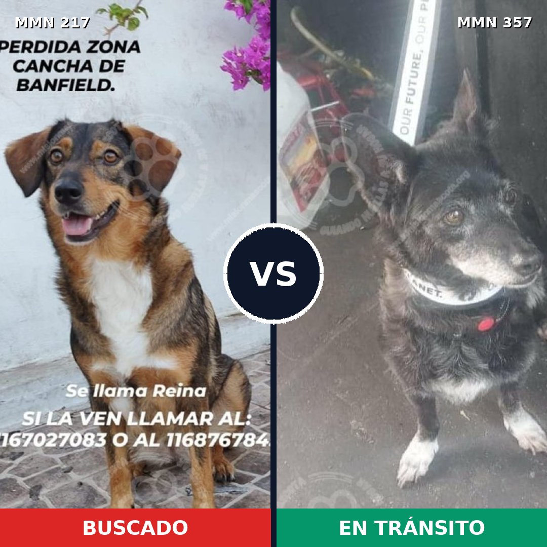 Comparativa MMS 5204: mascota perdida y mascota encontrada, 62% de similitud