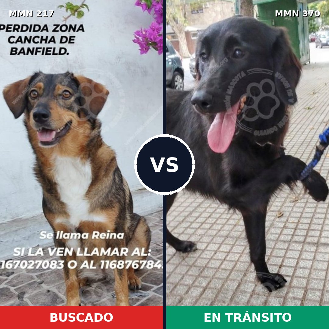 Comparativa MMS 5205: mascota perdida y mascota encontrada, 63% de similitud