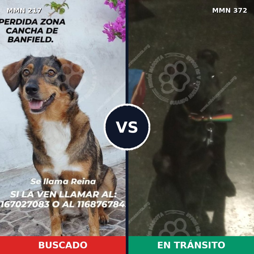 Comparativa MMS 5206: mascota perdida y mascota encontrada, 60% de similitud