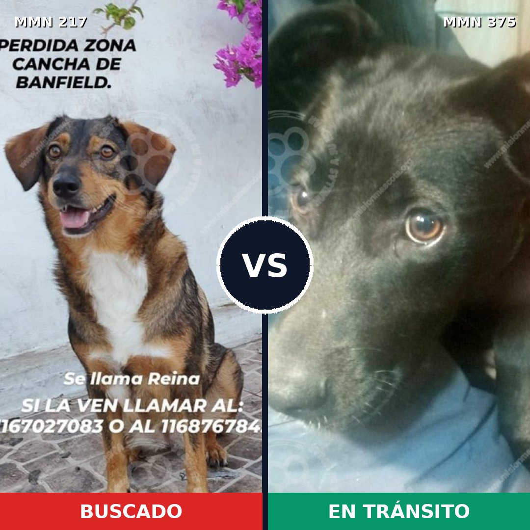 Comparativa MMS 5207: mascota perdida y mascota encontrada, 60% de similitud
