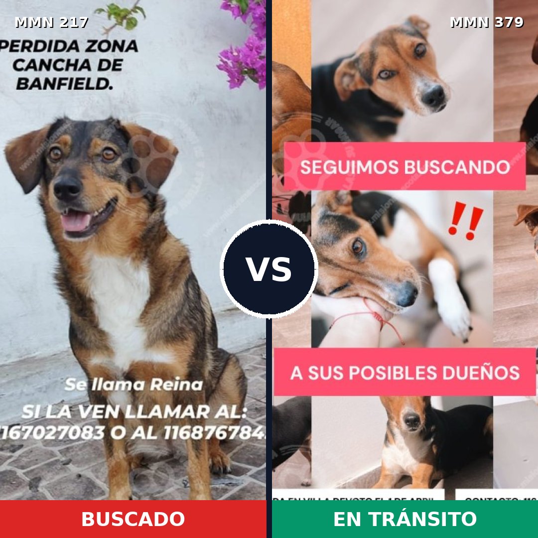 Comparativa MMS 5208: mascota perdida y mascota encontrada, 81% de similitud