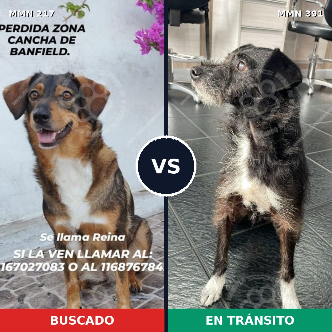 Comparativa MMS 5209: mascota perdida y mascota encontrada, 63% de similitud