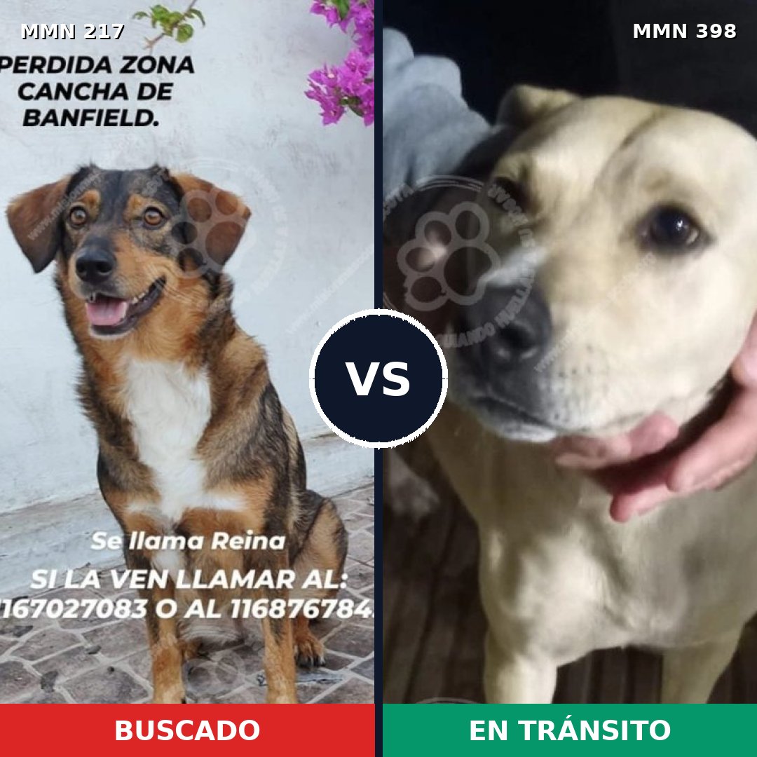 Comparativa MMS 5210: mascota perdida y mascota encontrada, 47% de similitud