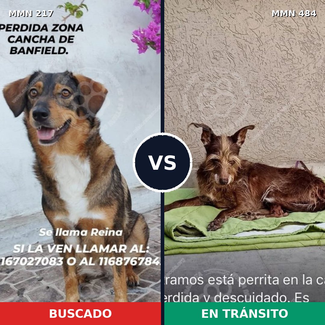 Comparativa MMS 5212: mascota perdida y mascota encontrada, 49% de similitud