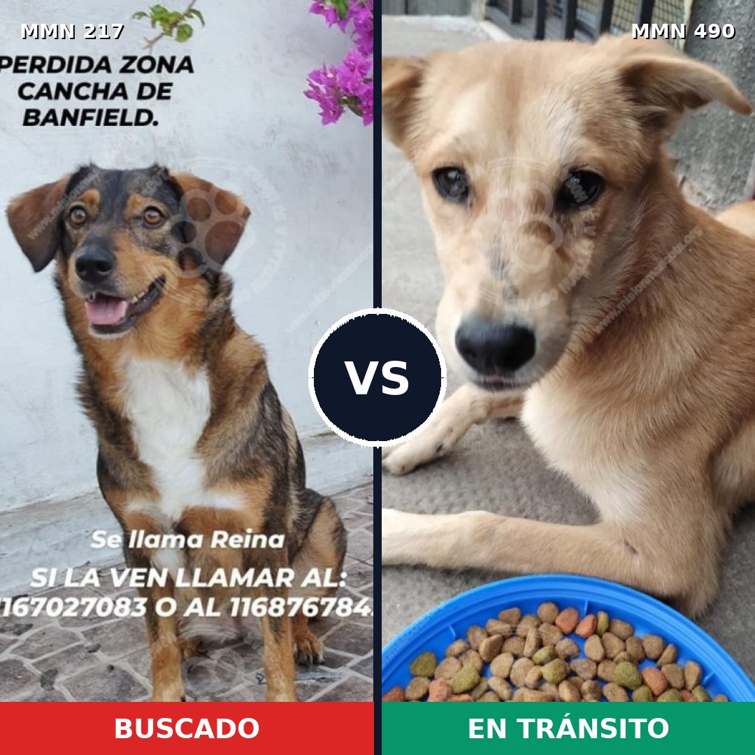 Comparativa MMS 5214: mascota perdida y mascota encontrada, 48% de similitud