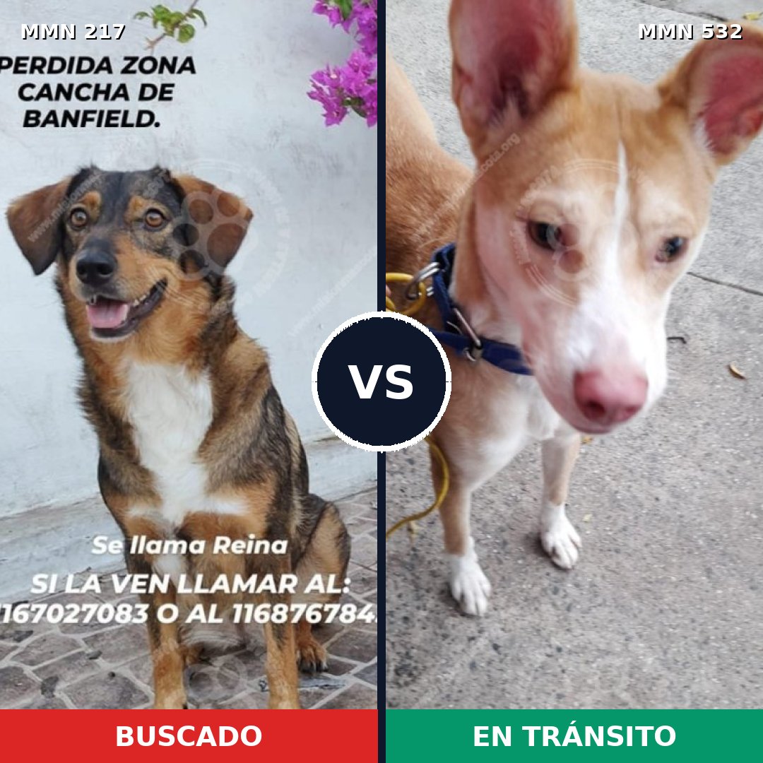 Comparativa MMS 5215: mascota perdida y mascota encontrada, 44% de similitud