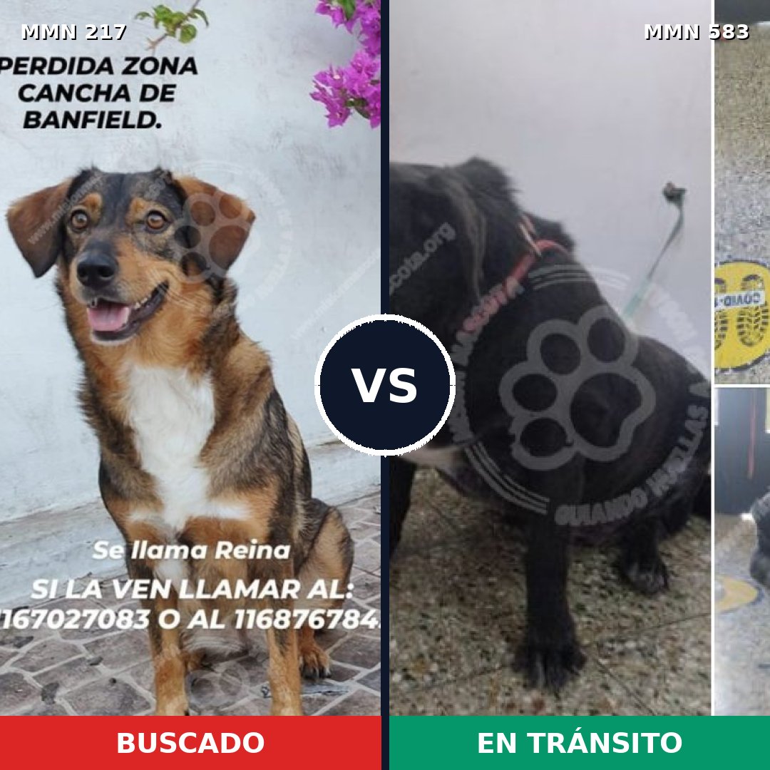 Comparativa MMS 5216: mascota perdida y mascota encontrada, 64% de similitud