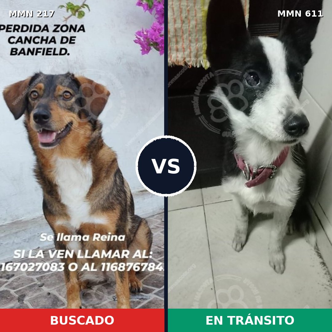 Comparativa MMS 5218: mascota perdida y mascota encontrada, 63% de similitud