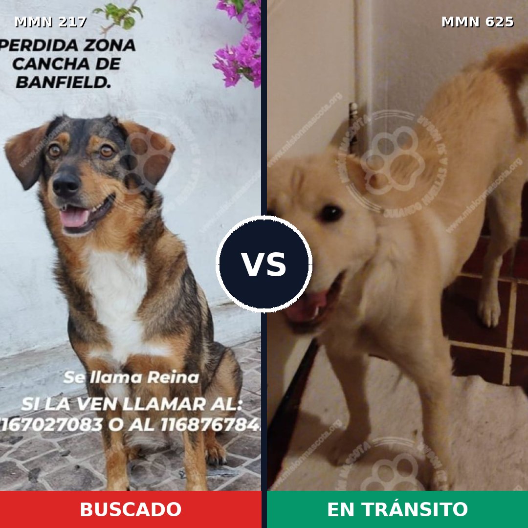 Comparativa MMS 5219: mascota perdida y mascota encontrada, 51% de similitud
