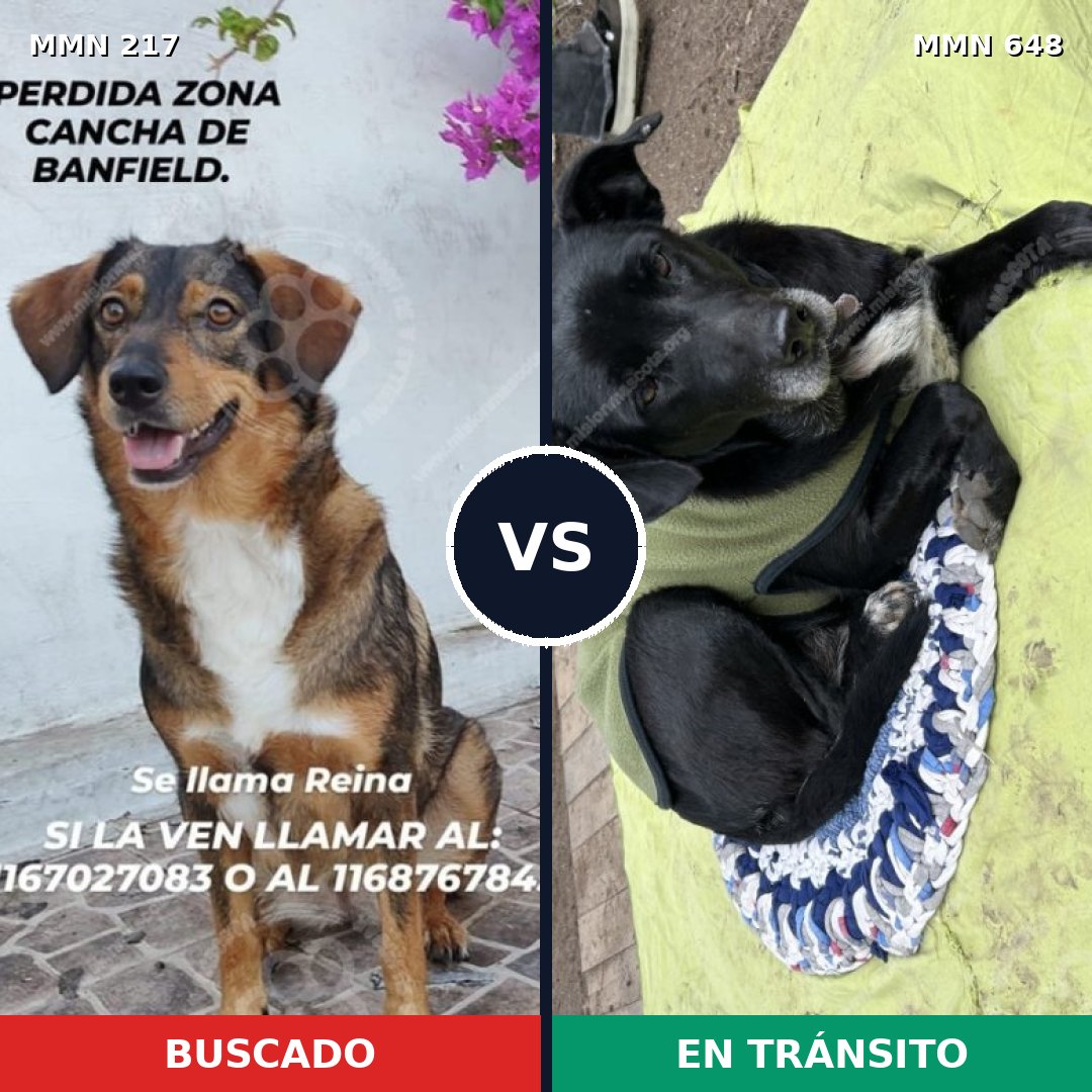 Comparativa MMS 5220: mascota perdida y mascota encontrada, 63% de similitud