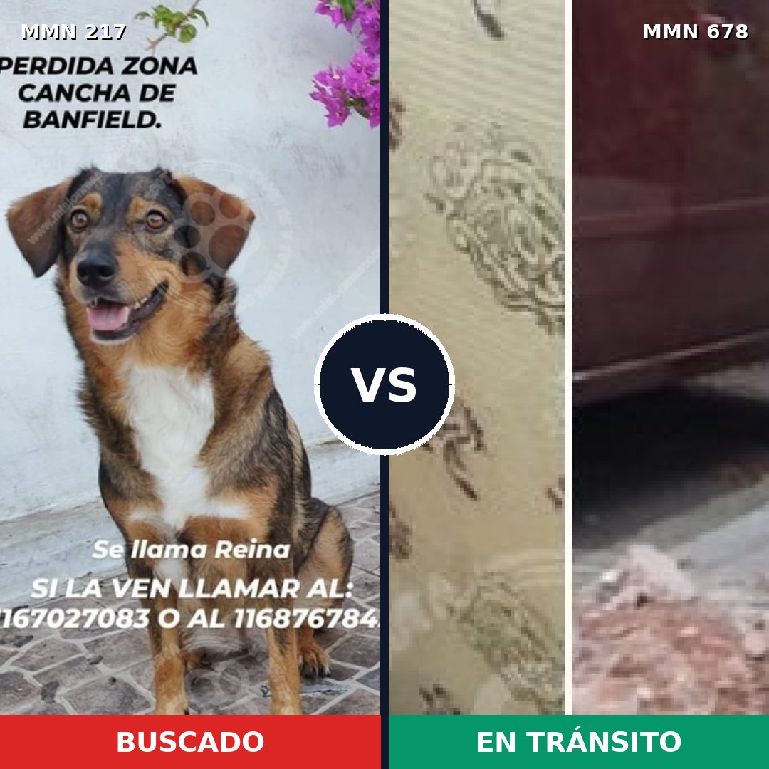 Comparativa MMS 5221: mascota perdida y mascota encontrada, 61% de similitud