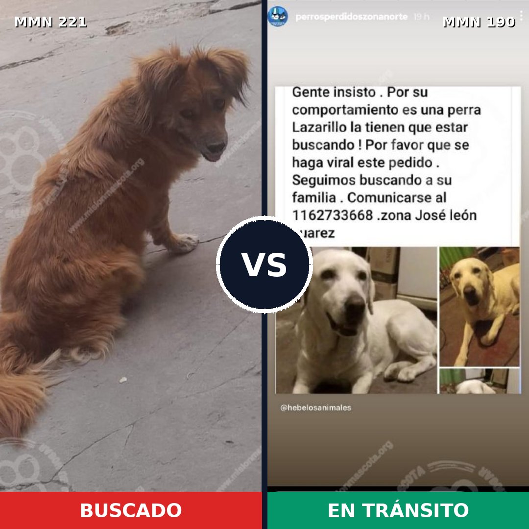 Comparativa MMS 5280: mascota perdida y mascota encontrada, 30% de similitud
