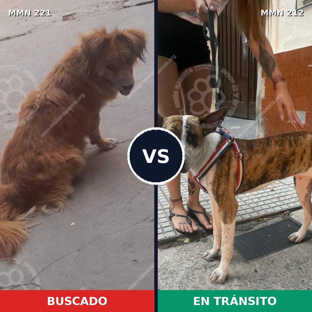 Comparativa MMS 5281: mascota perdida y mascota encontrada, 62% de similitud